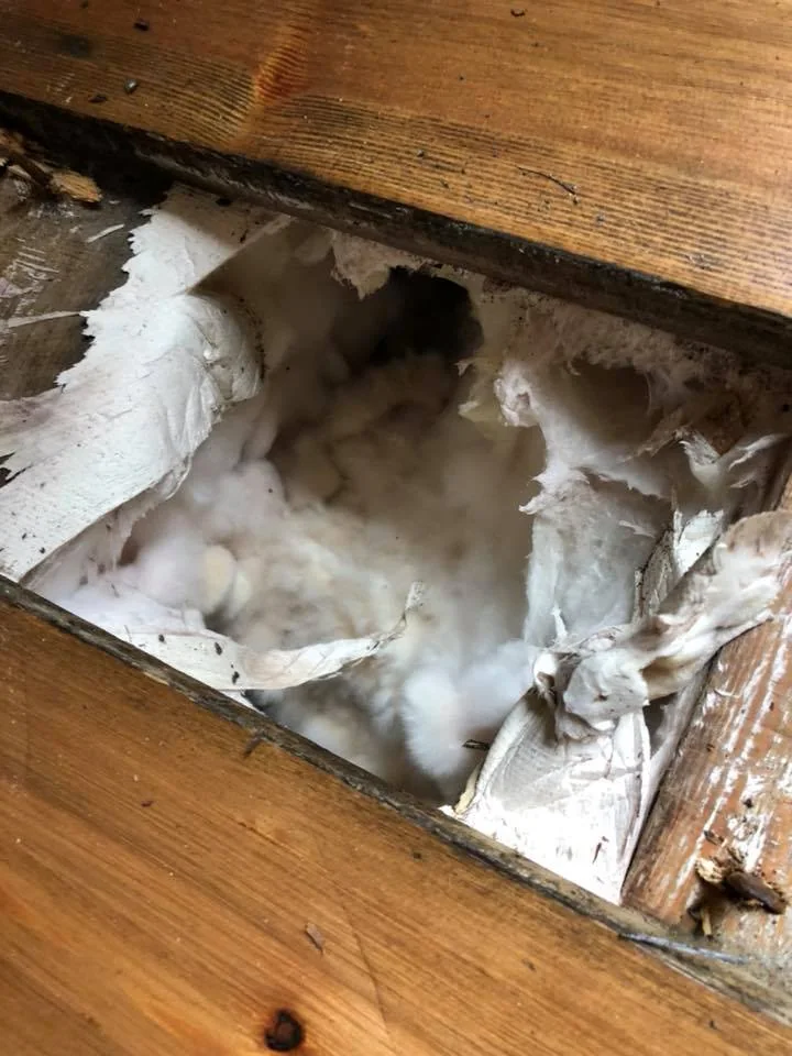 Dry rot fungal growth on structural timber